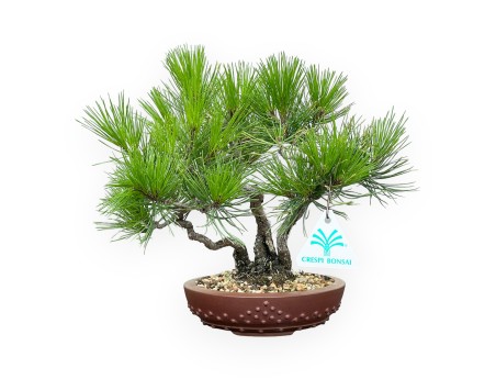 Pinus Thunbergii - Pino Nero - 23 cm