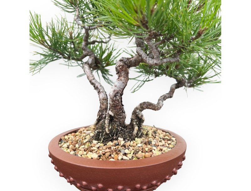 Pinus Thunbergii - Pin Noir - 23 cm