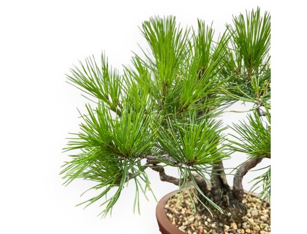 Pinus Thunbergii - Pino Nero - 23 cm 2