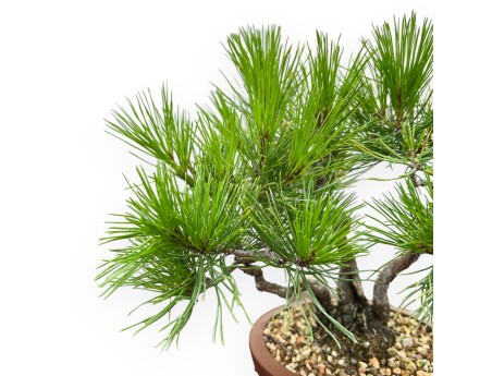 Pinus Thunbergii - Black Pine - 23 cm