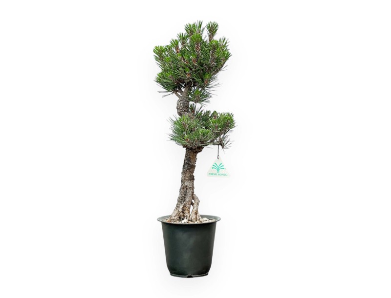 Pinus thunbergii Kotobuki – Schwarzkiefer – 42 bis 50 cm