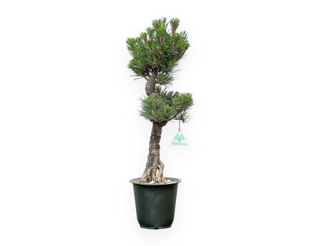 Pinus thunbergii Kotobuki - Pino negro - de 42 a 50 cm