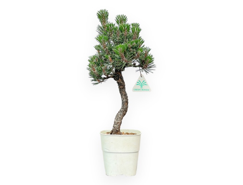 Pinus thunbergii Kotobuki – Schwarzkiefer – 42 bis 50 cm