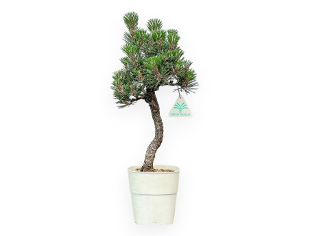 Pinus thunbergii Kotobuki – Schwarzkiefer – 42 bis 50 cm