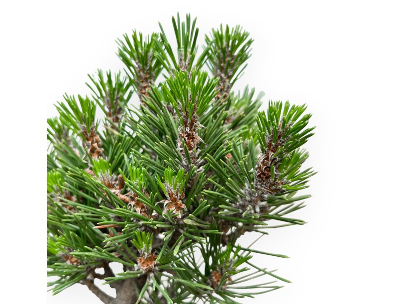 Pinus Thunbergii Kotobuki - Pin Noir - de 42 à 50 cm