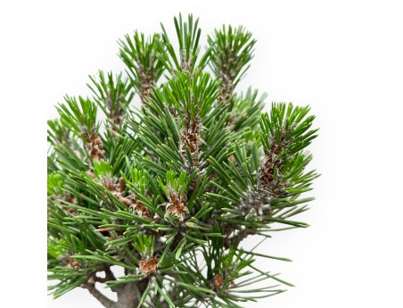 Pinus Thunbergii Kotobuki - Pino Nero - da 42 a 50 cm