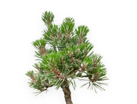 Pinus Thunbergii Kotobuki - Pino Nero - da 42 a 50 cm