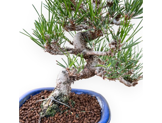 Pinus Thunbergii - Zwarte den - 27 cm 2