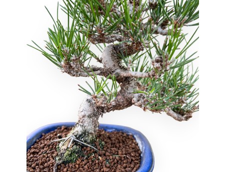 Pinus Thunbergii - Zwarte den - 27 cm