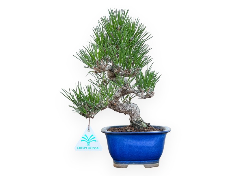 Pinus Thunbergii - Zwarte den - 27 cm