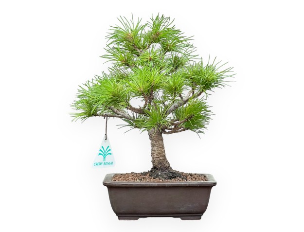 Pinus Pentaphylla Nasukomachi - Pine five needles - 26 cm