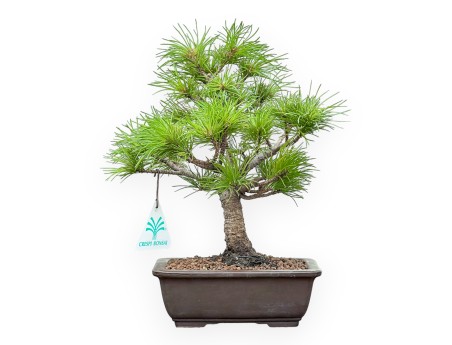 Pinus Pentaphylla Nasukomachi - Pine five needles - 26 cm
