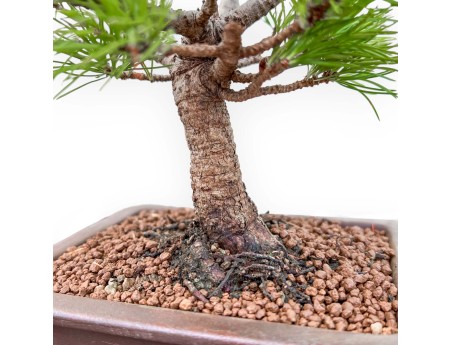 Pinus Pentaphylla Nasukomachi - Pine five needles - 26 cm