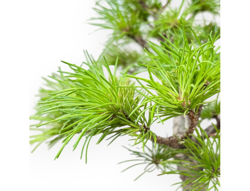 Pinus Pentaphylla Nasukomachi - Pine five needles - 26 cm