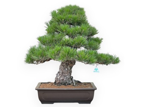 Pinus Thunbergii - Pino negro - 65 cm