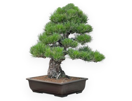 Pinus Thunbergii - Black Pine - 65 cm