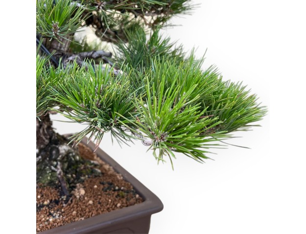 Pinus Thunbergii - Pin Noir - 65 cm 2
