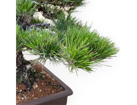 Pinus Thunbergii - Schwarzkiefer - 65 cm