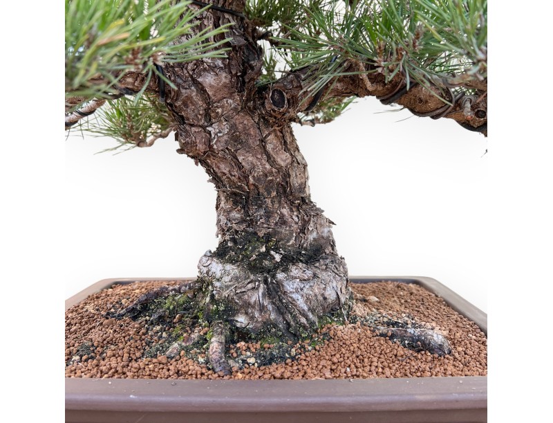 Pinus Thunbergii - Zwarte den - 65 cm