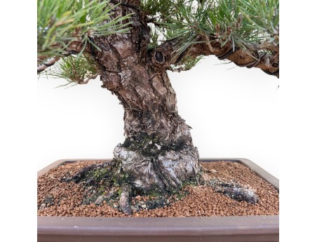Pinus Thunbergii - Schwarzkiefer - 65 cm