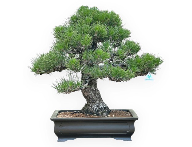 Pinus Thunbergii - Pin Noir - 66 cm