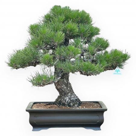 Pinus Thunbergii - Schwarzkiefer - 66 cm