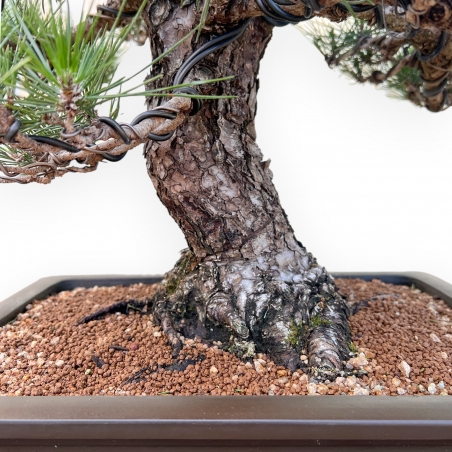 Pinus Thunbergii - Black Pine - 66 cm