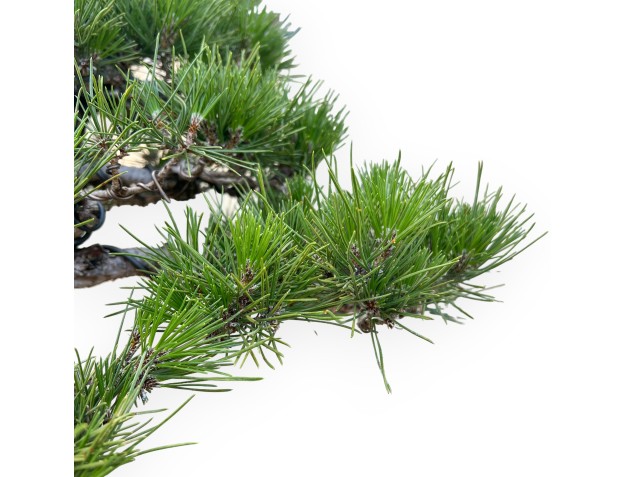 Pinus Thunbergii - Pin Noir - 66 cm 2