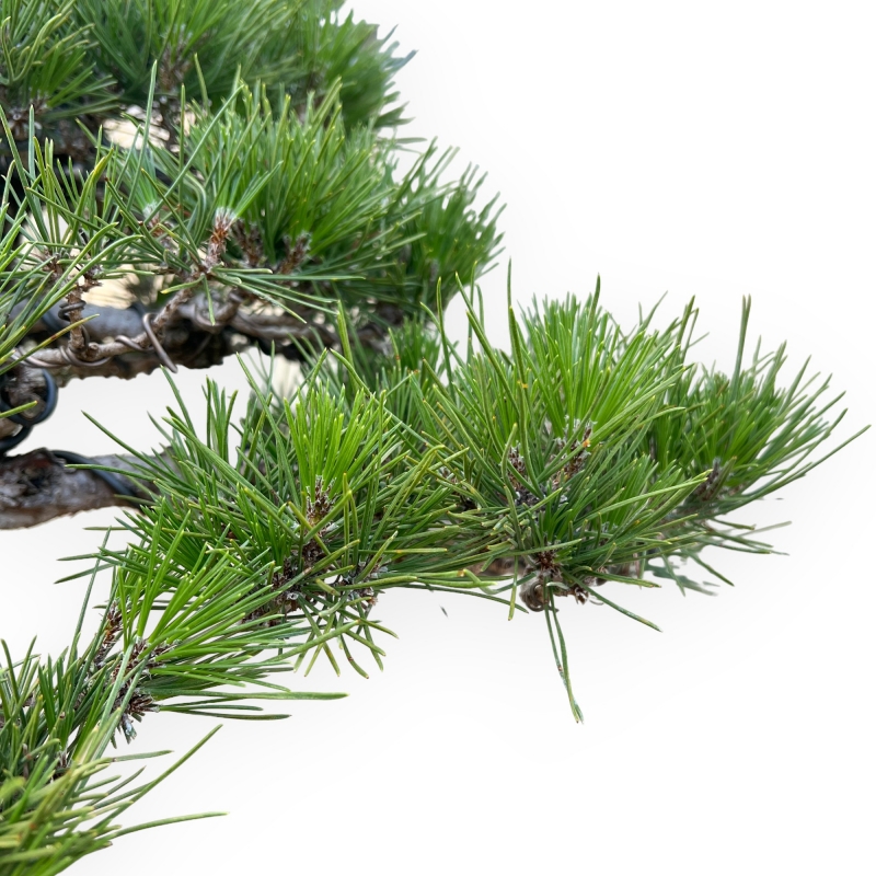 Pinus Thunbergii - Pin Noir - 66 cm