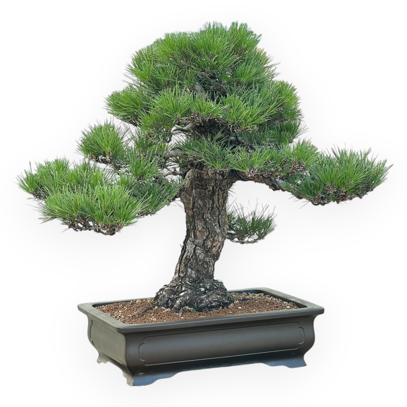 Pinus Thunbergii - Schwarzkiefer - 66 cm
