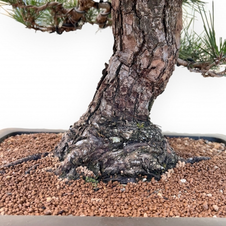 Pinus Thunbergii - Pin Noir - 66 cm