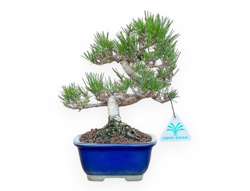 Pinus Thunbergii - Pino negro - 25 cm