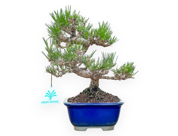Pinus Thunbergii - Pin Noir - 25 cm