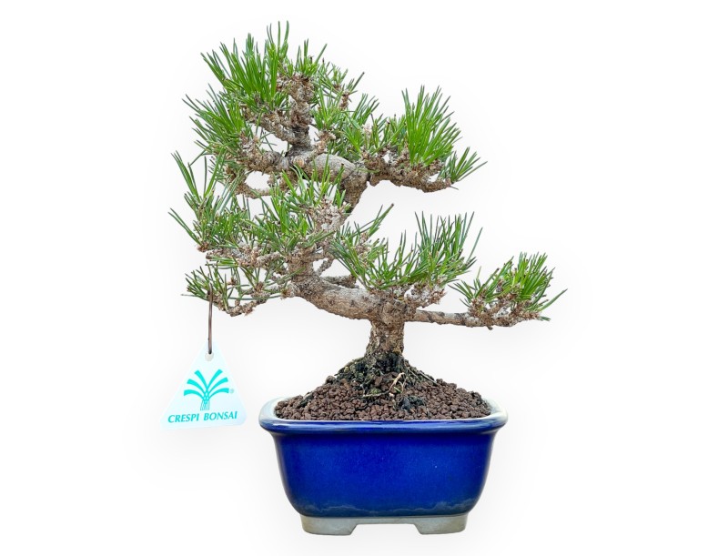Pinus Thunbergii - Zwarte den - 25 cm