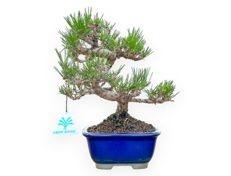 Pinus Thunbergii - Zwarte den - 25 cm