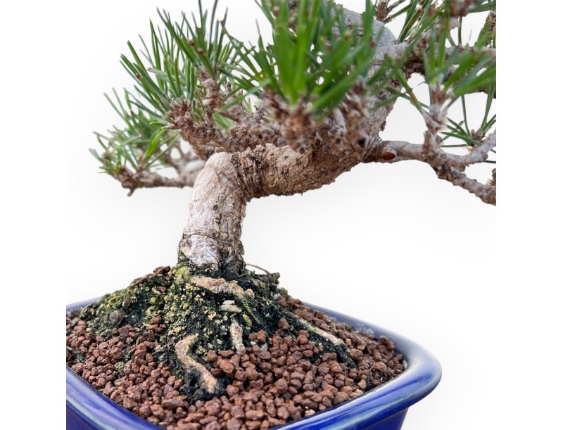 Pinus Thunbergii - Pin Noir - 25 cm