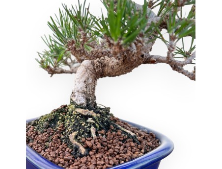 Pinus Thunbergii - Schwarzkiefer - 25 cm