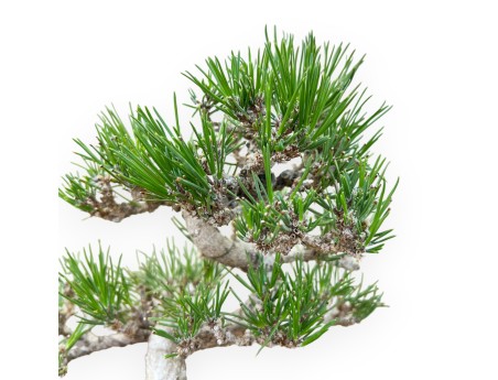 Pinus Thunbergii - Pino Nero - 25 cm