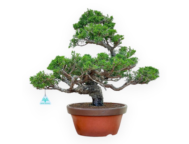 Juniperus Chinensis Itoigawa - Wacholder - 50 cm