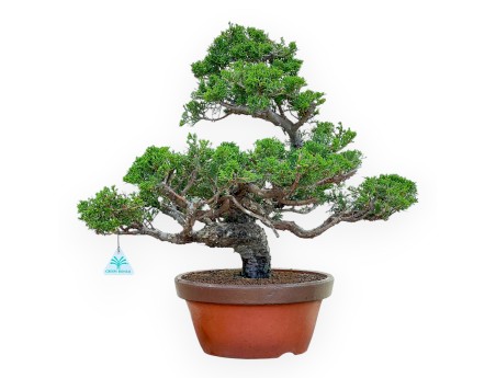 Juniperus Chinensis Itoigawa - Genévrier - 50 cm