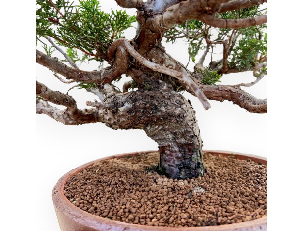 Juniperus Chinensis Itoigawa - Juniper - from 50 cm 2