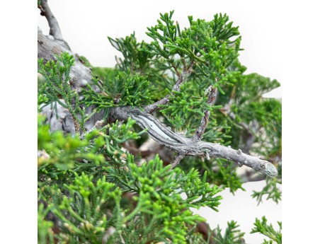 Juniperus Chinensis Itoigawa - Genévrier - 50 cm