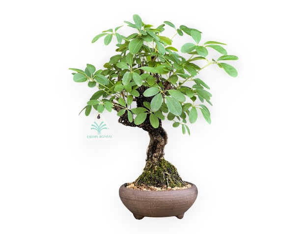 Akebia Quinata - 32 cm