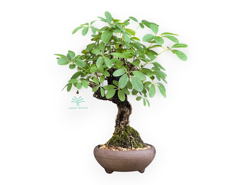 Akebia Quinata - 32 cm