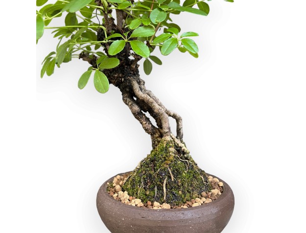 Akebia Quinata - 32 cm 2