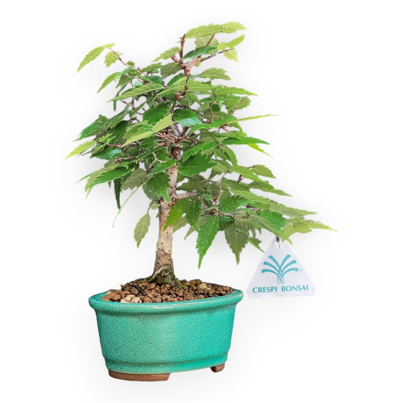 Zelkova Serrata - Elm - 26 cm