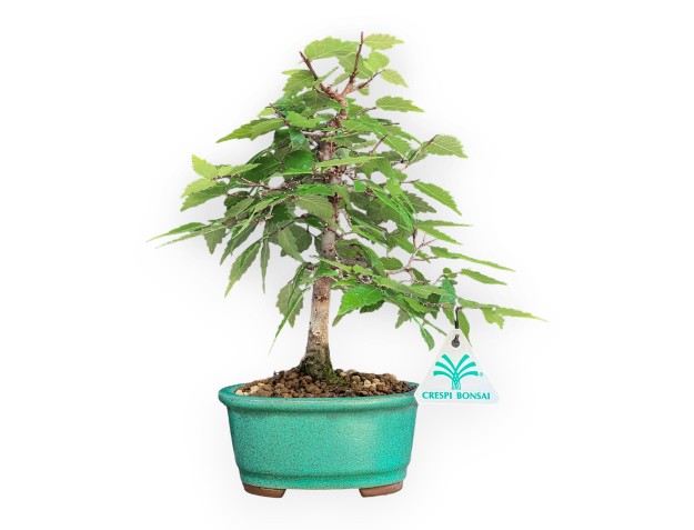Zelkova Serrata - Olmo - 26 cm