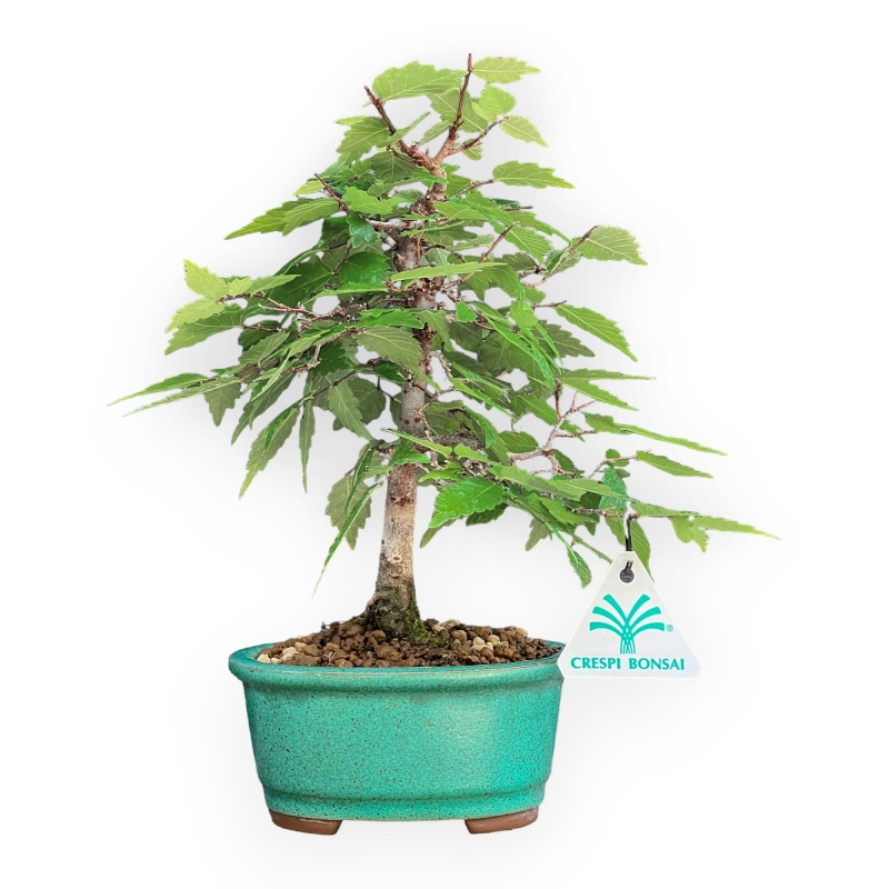 Zelkova Serrata - Olmo - 26 cm
