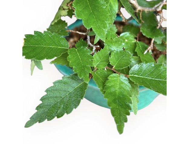 Zelkova Serrata - Orme - 26 cm 2