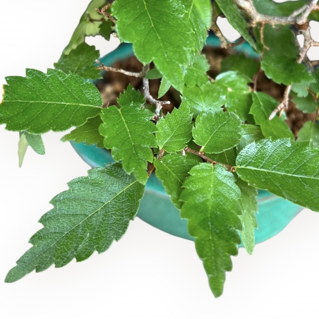 Zelkova serrata – Ulme – 26 cm